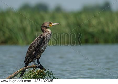 Great Cormorant On A Branch In The Danube Delta, Romania