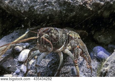Closeup Freshwater Crayfish Underwater (astacus Astacus) Wildlife