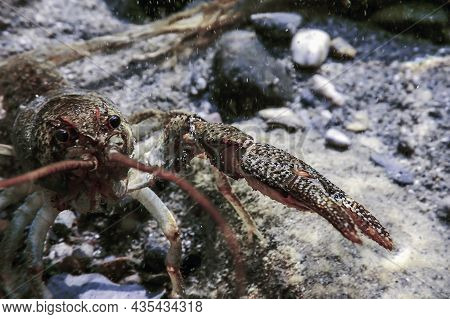 Closeup Freshwater Crayfish Underwater (astacus Astacus) Wildlife