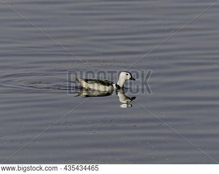 The Male Cotton Pygmy Goose Or Cotton Teal In Water. With Reflection.