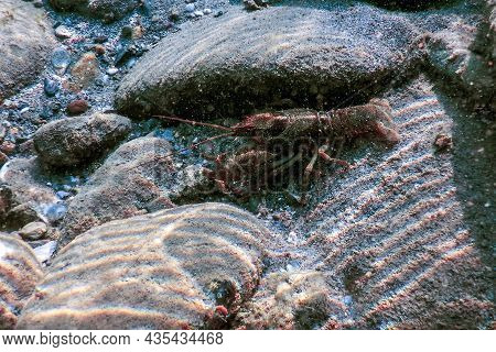Closeup Freshwater Crayfish Underwater (astacus Astacus) Wildlife