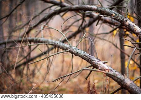 Autumn In The Forest, Everything Is In Gold