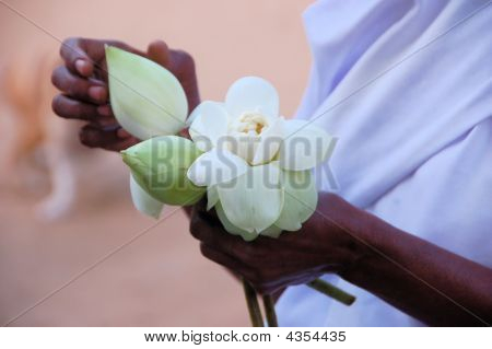 Opening Of Lotus