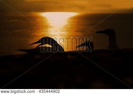 Black Silhouette Of Norhern Gannet At Sunset. Bird In Nature. Birdwatching As Hobby For Protected Na
