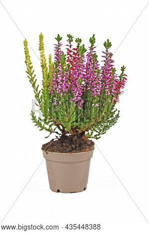 Multi Colored Heather Plant In Flower Pot On White Background