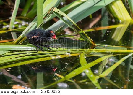 The Little Black Teal Chicken Has A Red Beak And Swims In The Water.