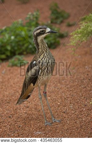 Bush Stone-curlew,  Bush Thick-knee (burhinus Grallarius) In Zoo.