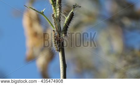 Caterpillars Are A Processional Moth Eating Leaves On The Branches Of A Tree.