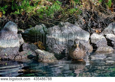 Wild Duck Female At The Stone In The Water