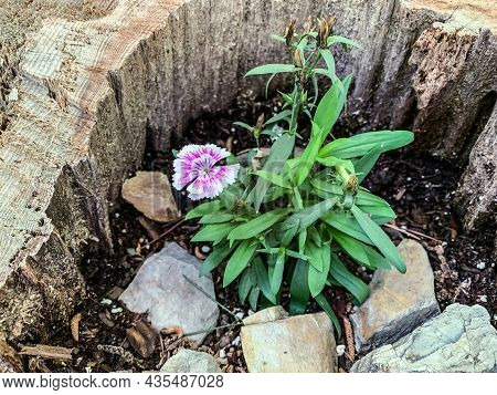 Flower Growing In A Broken Tree