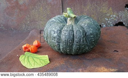 Green Pumpkin, Fezalis, Hydrangea Leaf On The Background Of An Old Tin. Autumn Composition