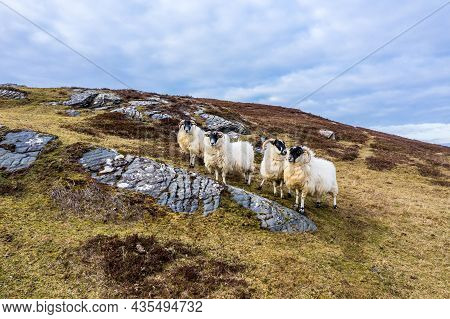 Sheep At The Coastline At Dawros In County Donegal - Ireland