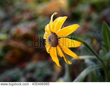 Yellow Echinacea (echinacea Purpurea) Flower Covered With Hoarfrost. Late Autumn And First Frost. Ru