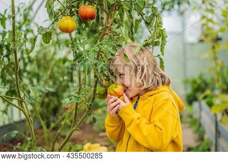 Boy And Tomatoes Peppers In Vegetable Garden. Homeschooling, Natural Education Of Children, Unschool