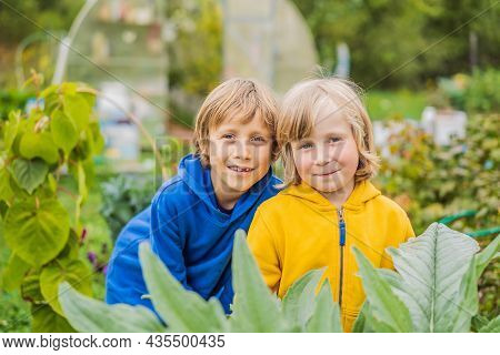 Boys In The Vegetable Garden. Homeschooling, Natural Education Of Children, Unschooling