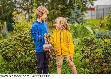 The Boys Found A Huge Beet In The Garden. Homeschooling, Natural Education Of Children, Unschooling