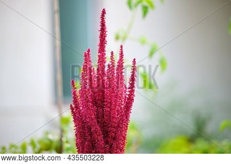Indian Red Amaranth Plant Growing In Summer Garden. Leaf Vegetable, Cereal And Ornamental Plant, Sou