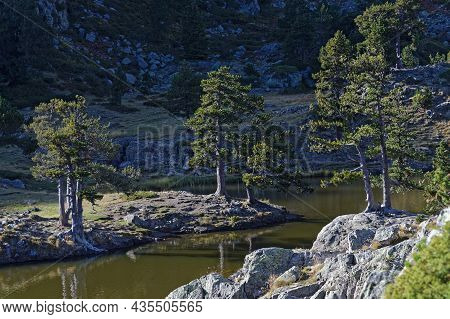 Forest On The Lac Achard Rocky Banks In Chamrousse At The End Of A Summer Day