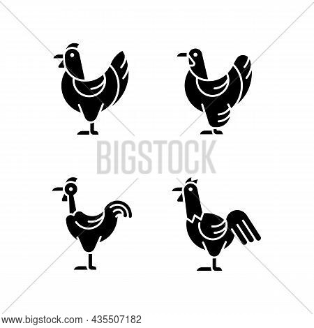 Chicken Breeds Black Glyph Icons Set On White Space. Brahma Hen. Transylvanian Chicken. Hen And Roos