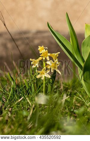Vertical Photo Of Small Single Yellow Hyacinth Flower. Tiny Yellow Aromatic Hyacinth Blooming Outdoo