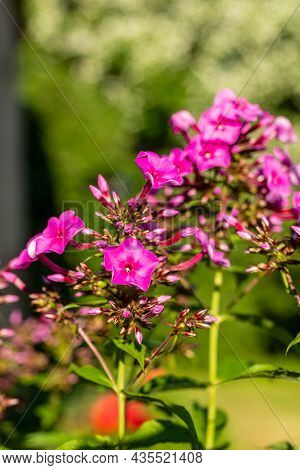 Purple-violet With White Center Fall Phlox Are Blooming In Green Blurry Background. Pink Perennial P