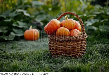 A Basket With Freshly Picked Pumpkins Is Placed On The Edge Of The Garden. Harvest Time, Halloween, 