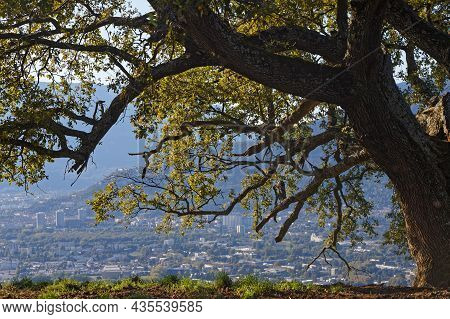 Oak And City Of Grenoble. Perched On Its Hill, In A Private Pasture, The Venerable Oak Of Venon Is 3