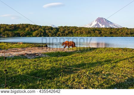 Brown Bear Or Ursus Arctos Beringianus Walking Near Kurile Lake Against The Background Of The Volcan