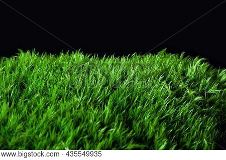 Moss Dicranum Scoparium On A Black Background. Dicranum Scoparium, Broom Forkmoss, Is Species Of Dic