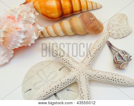cascas de mar 02