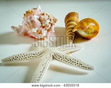 Cascas de mar