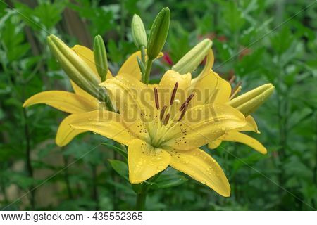 Yellow Planet Lily (lilium) - Variety Is A Tubular Hybrid Of Lilies, A Genus Of Plants Of The Liliac