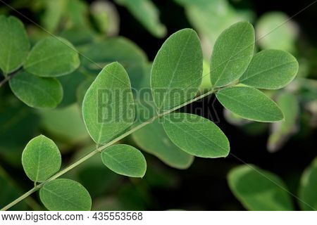 Green twig of fresh Indigofera tinctoria, also called true indigo