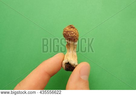 Psilocybe Cubensis Mushrooms In Man's Hand On Green Background. Psilocybin Psychedelic Magic Mushroo