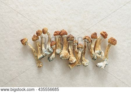 Psilocybe Cubensis Mushrooms On Ivory Background. Psilocybin Psychedelic Magic Mushrooms Golden Teac