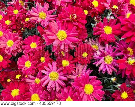 Red And Pink Marguerite Daisy Flowers Bunched Up