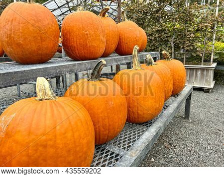 Large Orange Pumpkins For Sale In An Open Area