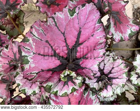 Beautiful Leaves Of Exotic Plant Royal Begonia (latin - Begonia Rex)