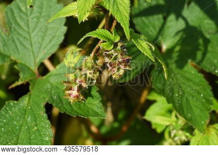 Jpanese Hop (humulus Japonicus) Flowers. Cannabaceae Dioecious Annual Vine Plants. The Flowering Sea