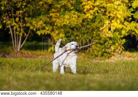 Happy Golden Retriever Puppy Runs With A Long Stick In His Teeth Through A Dog Park Against The Back