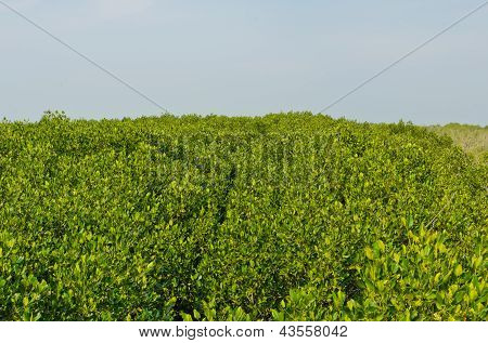 Foresta di mangrovie