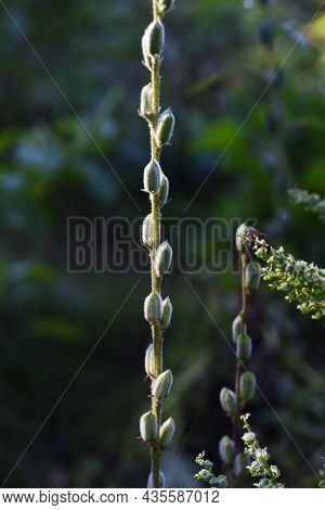 Sesame Cultivation. Pedaliaceae Annual Plants Are Nutritious Vegetables.