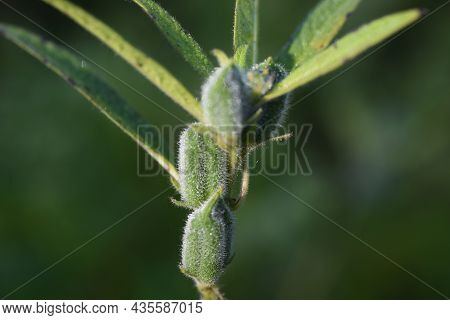 Sesame Cultivation. Pedaliaceae Annual Plants Are Nutritious Vegetables.