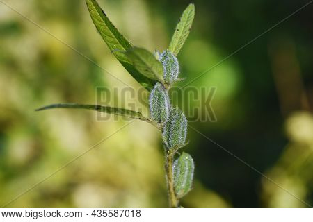 Sesame Cultivation. Pedaliaceae Annual Plants Are Nutritious Vegetables.