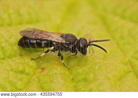 Closeup On A Male White Jawed Yellow Face Bee, Hylaeus Confusus Sitting On A Green Leaf