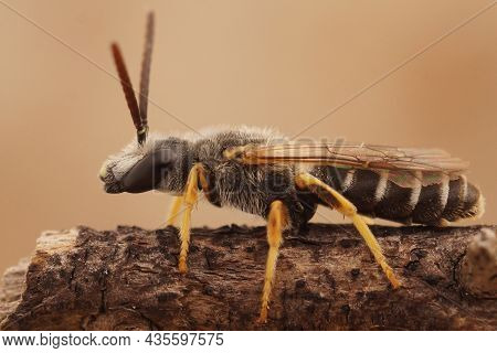 Closeup Of The Male Of The Great Banded Furrow Bee, Halictus Scabiosae In Gard , France