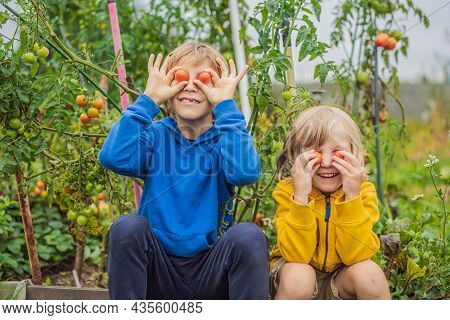 Boys And Tomatoes Peppers In Vegetable Garden. Homeschooling, Natural Education Of Children, Unschoo