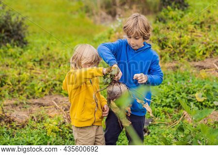 The Boys Found A Huge Beet In The Garden. Homeschooling, Natural Education Of Children, Unschooling