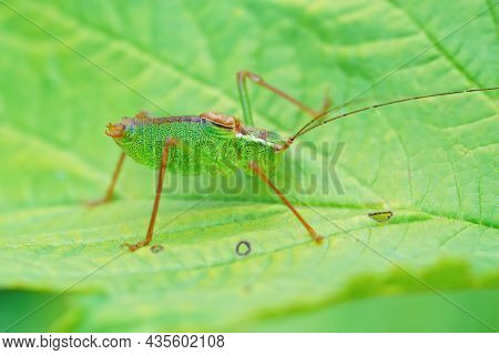 Closeup On A Male Speckled Bush-cricket, Leptophyes Punctatissima  On A Green Leaf, In The Garden