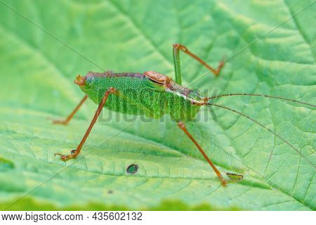 Closeup On A Male Speckled Bush-cricket, Leptophyes Punctatissima  On A Green Leaf, In The Garden